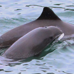 A female harbor porpoise named Raindrop and her calf in Burrows Pass, Salish Sea. 