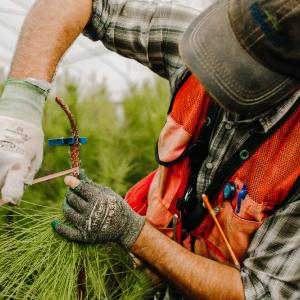 Person wrapping a branch