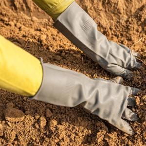 Hands preparing soil on sugarcane farm