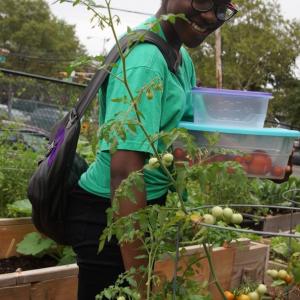 Young Black person picking tomatoes in a garden