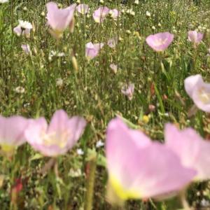 Pollinators growing on The Ray