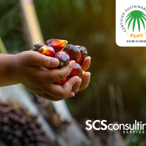 hand holding fruit from palm tree