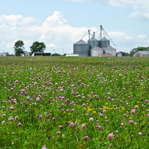 Field with pink flowers