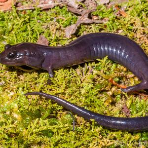 The Red Hills Salamander