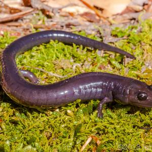 The Red Hills Salamander