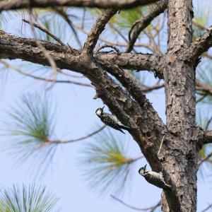 Redcockaded Woodpecker