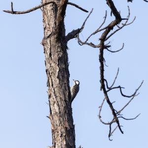 Redcockaded Woodpecker