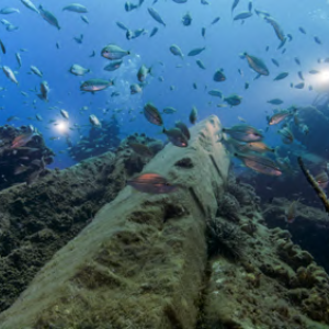 Reef