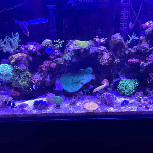 A reef tank