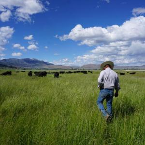 Person walking through a field with cattle in the distance