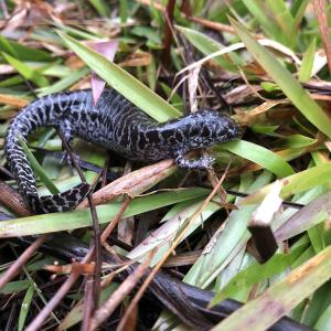 Reticulated Flatwood Salamander
