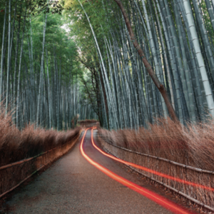 A road running through a forest