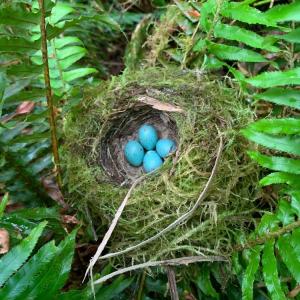 A nest with robins’ eggs awaits hatching on a Rayonier forest floor. / All photos in this article were captured in Rayonier forests