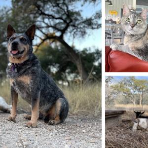 One of our dogs is an escape artist, so now we have a very tall, very secure fence around our five acres that allows our dogs and goats to have lots of room to safely roam. We are all just one big happy herd. — Rachael Unger with dogs Rocky and Dingo, goats Bubba, Pooter, Morty, and cat Sharlet.