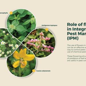 Infographic "Role of flowers in Integrated Pest Management (IPM). Four plants arranged as petals with different points of information.