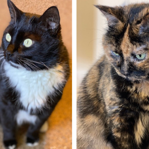 National Pet Month is extra special for those of us who are pet lovers, but even more for those of us who were not able to have children. Our pets truly fill up that hole that is left in our hearts. I wish they could know how much they bless my life. — Ruby Jones and cats, Roscoe and Lola Ray