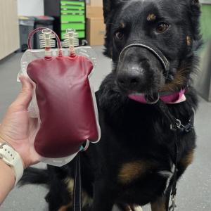 Angel, a German shepherd dog, next to the bag of blood she donated