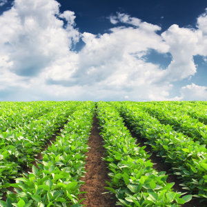 Rows of crops under blue sky