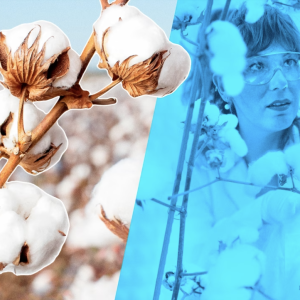 Photo of cotton plants and a Bayer crop scientist 