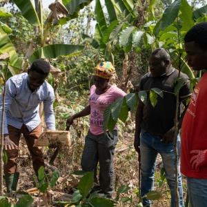 Cocoa farmers in Ghana learn about climate resilient practices. 
