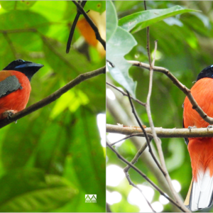 Male and female scarlet rumped Tragon