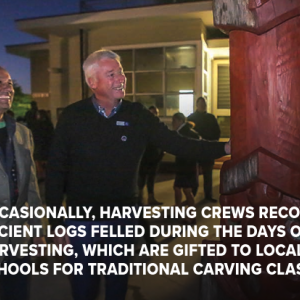 Occasionally, harvesting crews recover ancient logs felled during the days of native harvesting, which are gifted to local schools for traditional carving classes."