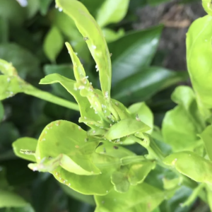 Immature citrus shoots infested with adult Asian Citrus Psyllid. Image taken by Brandon Page, Field Trial Manager, CRDF