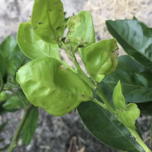 The invasive Asian Citrus Psyllid multiplies quickly, producing up to 30 generations in one year, causing large scale devastation. Image taken by Brandon Page, Field Trial Manager, CRDF
