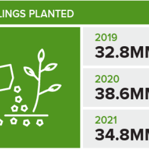 infograph of how many seedlings planted in the past 3 years