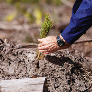 hands with a tree in dirt
