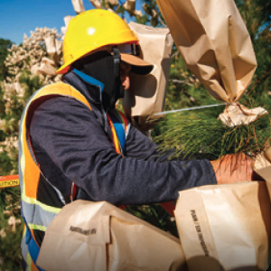 Controlled Pollination