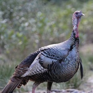 wild turkey