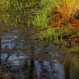 a crane (bird) wading in a wetland area