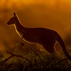 Kangaroo