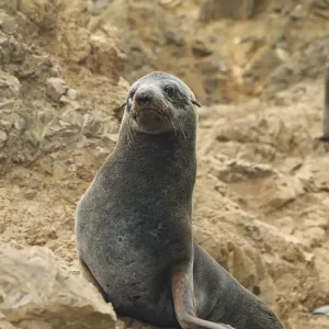 A seal on the rocks 