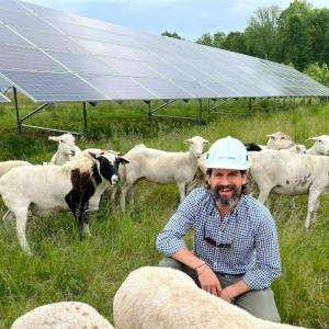 Sheep grazing on the grasses around ground-mounted solar panels, providing a sustainable form of vegetation control.