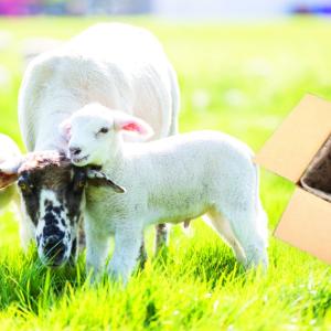 split image of sheep in field and cardboard box