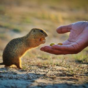 Sustainability; First Place: Dhanesh Hari, India; Coexistence with other creatures: Nurturing harmony and conservation.