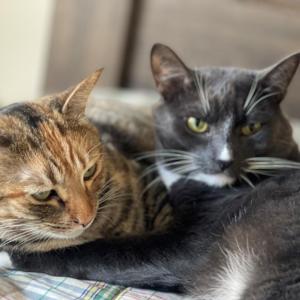 The biggest thing is showing them love and care. These cats are spoiled, but I get a thrill when I say “snack” or “eat,” and they take off to their food bowls. — Brian Penn and cats, Snickers and Kira