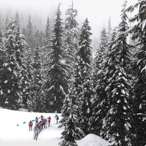 Skiers going past snowy trees