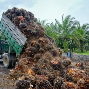 Palm oil fruit on truck 