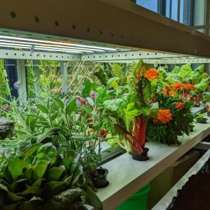 Growing underneath a lit up hydroponic garden system are marigolds, chard, lettuce, and lavender.