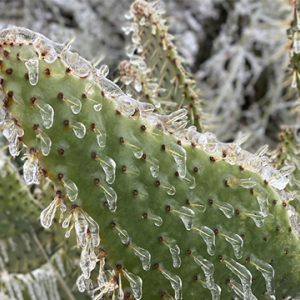 Cactus plants with frost. 