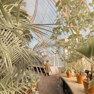 Storme in a greenhouse.