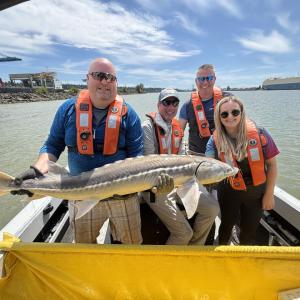Four DP World volunteers on a boat holding a large white sturgeon during a juvenile assessment and tagging session on the Fraser River.