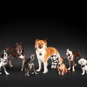 On National Make a Dog’s Day, Subaru invites dog-lovers to consider adopting an Underdog. Share a happy pup on social media at #MakeADogsDay. Photo Credit: Subaru Throughout October, Subaru is supporting and celebrating pets. Throughout October, Subaru is supporting and celebrating pets. The automaker is spotlighting last-to-be-adopted shelter pets in need of homes, including dogs with special needs. Photo Credit: Subaru