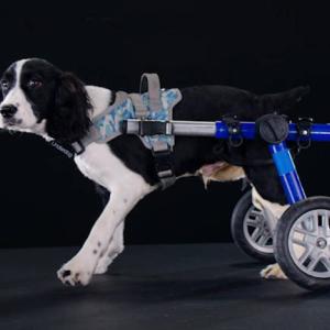 Throughout October, Subaru is supporting and celebrating pets. The automaker is spotlighting last-to-be-adopted shelter pets in need of homes, including dogs with special needs. Photo Credit: Subaru Subaru invites dog-lovers to consider adopting an Underdog. On National Make a Dog’s Day, Subaru invites dog-lovers to consider adopting an Underdog. Share a happy pup on social media at #MakeADogsDay. Photo Credit: Subaru.