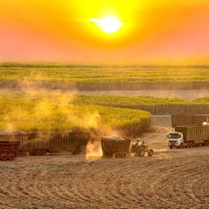 Sun setting over a field with trucks carrying harvested sugarcane