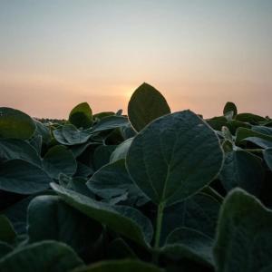 Soybeans at sunrise