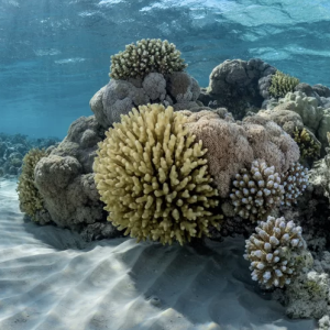 Sust Oceans Fund-photo1